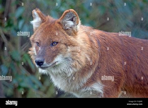 Cuon alpinus hi-res stock photography and images - Alamy