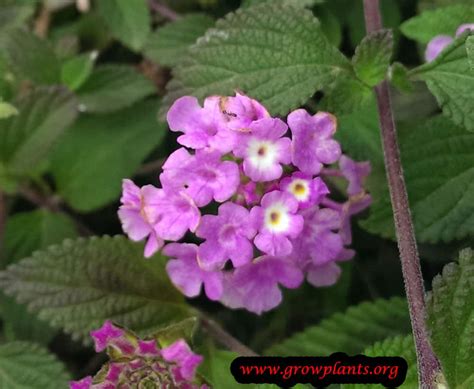 Lantana montevidensis - How to grow & care