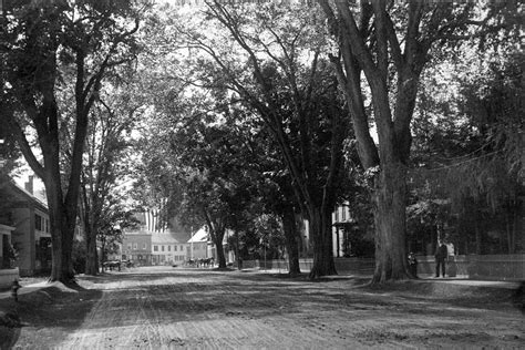 The American Elm: The Story of a Historic Tree — Woodstock History Center