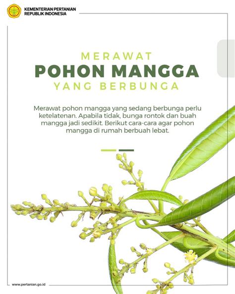 CARA MERAWAT POHON MANGGA YANG BERBUNGA - Website Resmi Jogja Benih D.I ...