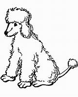 Poodle Coloring Pages  Best Coloring For Kids sketch template