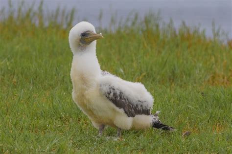 Norfolk Island. | BIRDS in BACKYARDS