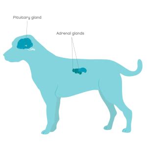 Cushing's syndrome in dogs in Dog's | Symptoms & Treatment | Joii Pet Care