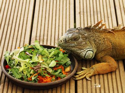 5 Best Iguana Food and Water Dish | MyPetCareJoy