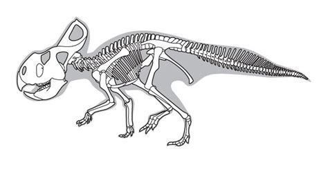 Protoceratops skeleton - I'd love to get this done with sky blue/lavender as the skin shading ...