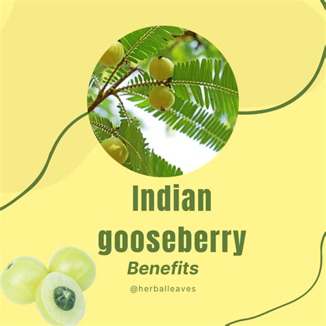 18 Indian Gooseberry benefits - Herbal Leaves