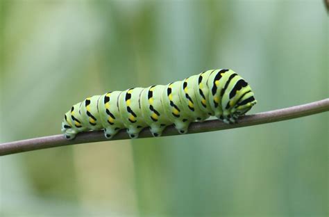 Black Swallowtail caterpillar, Papilio polyxenes Fabricius | Black swallowtail caterpillar ...