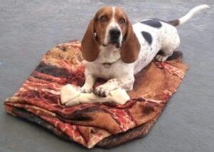 Basset Hound Specialty Training Lessons - Basset Hound Enthusiast