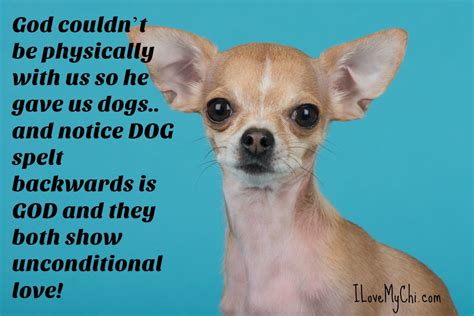 chihuahua meme Chihuahua Quotes, Cute Chihuahua, Chihuahua Lover, Chihuahua Puppies, Dog Quotes ...