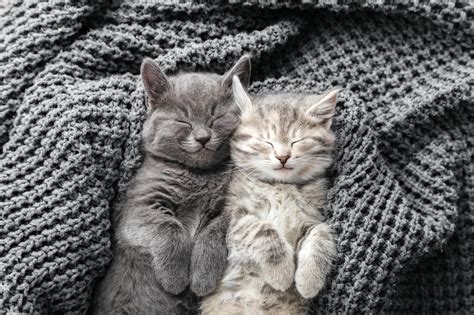 Fun And Interesting Facts About Cat Sleeping Habits