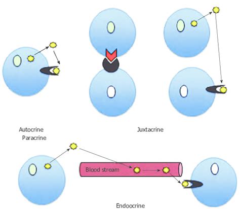 Types of canonical signaling. In autocrine signaling, the cell... | Download Scientific Diagram