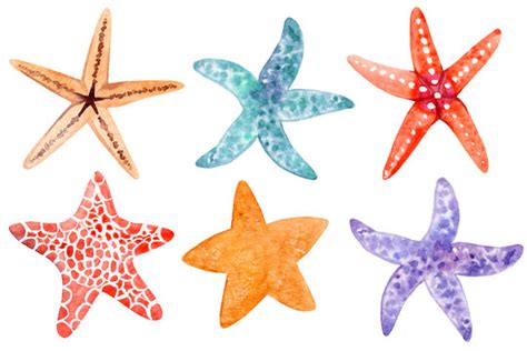 Cute Starfish Clipart Sea Star Clip Art - Clip Art Transparent PNG ...