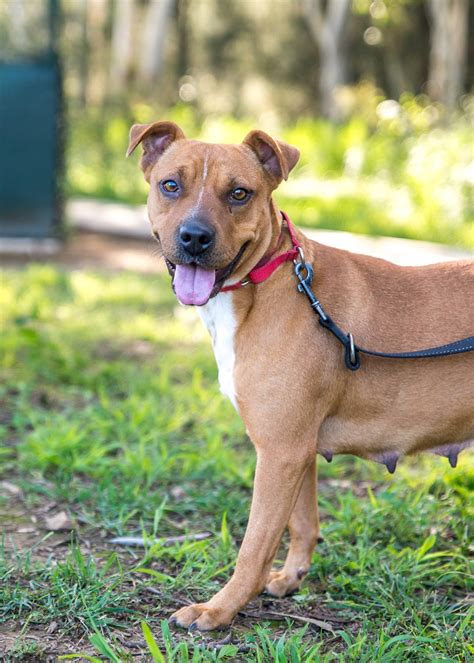 Diamond - Medium Female Staffordshire Terrier Mix Dog in NSW - PetRescue