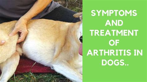 Arthritis Dogs Treatment at williamereedo blog