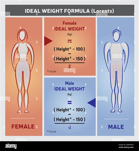 Ideal Weight Formula Illustration - Female and Male Silhouettes Stock ...