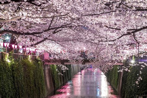 Meguro | Cherry blossom festival, Cherry blossom, Cherry blossom flowers