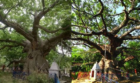 Parijat Tree | Benefits, Flower, Characteristics, & Significance