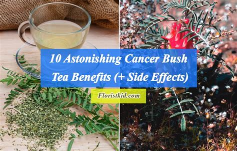 10 Astonishing Cancer Bush Tea Benefits (+ Side Effects)