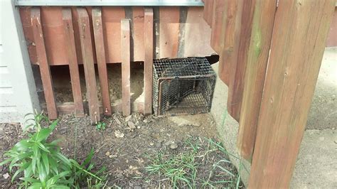 How To Trap A Groundhog Video : How To Catch A Groundhog With A Live Trap Youtube / The right ...