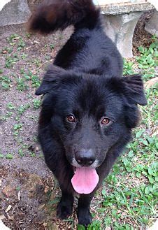 Boynton Beach, FL - Border Collie/Chow Chow Mix. Meet Marley a Dog for Adoption. | Border collie ...