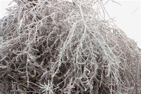 A Captured Moment Of Frozen Tumbleweed In Culver Or, Frost, Tumbleweed, Snow PNG Transparent ...