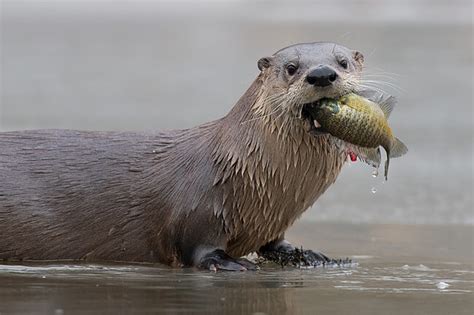 19 Pictures Of Otters That Prove They're Really Just Big Babies