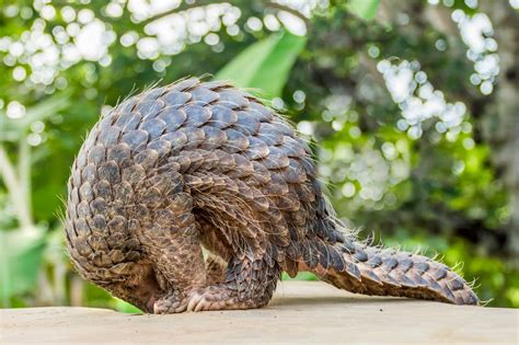 7 Things You (Probably) Didn’t Know About Pangolins