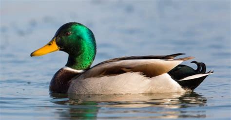 Mallard Pictures - AZ Animals