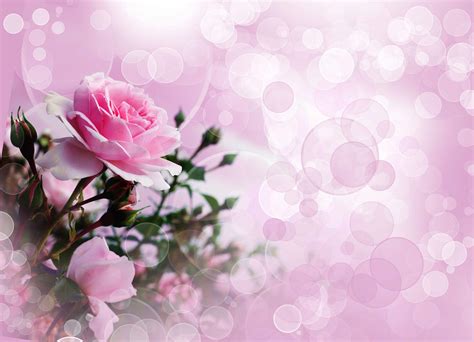 Rose Pink Wallpapers - Top Free Rose Pink Backgrounds - WallpaperAccess