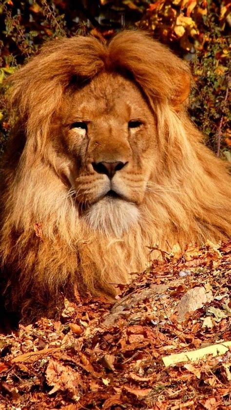 60 best lion mane images on Pinterest | Big cats, Wild animals and Animal kingdom