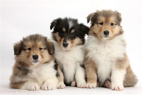 Dogs: Three Rough Collie pups, 7 weeks old photo WP38062