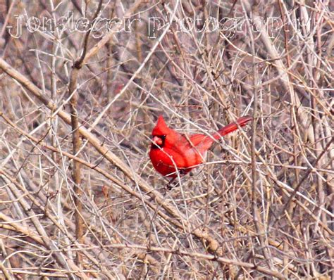 Northern Illinois Birder: Northern Cardinal - Illinois' State Bird ...