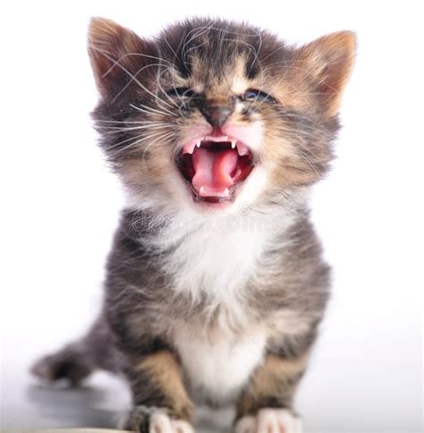 Kitten with Mouth Open Meowing Stock Image - Image of head, cute: 59543491