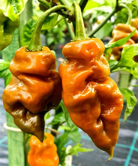 Hot Chilli Peppers: TRINIDAD SCORPION MUSTARD Hot Chili Pepper