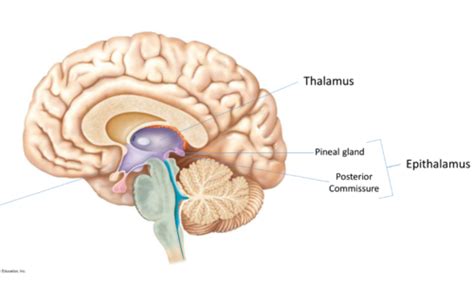 Epithalamus Pineal Gland