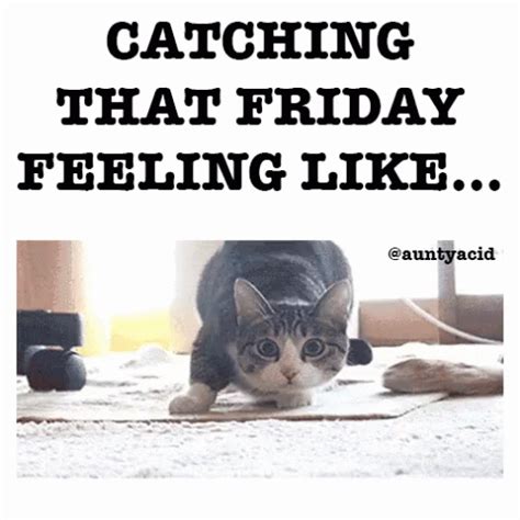 Friday Feeling Shaq Cat GIF - FridayFeeling Friday ShaqCat - Discover & Share GIFs