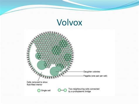 Volvox Diagrams - Wiring Diagram Pictures