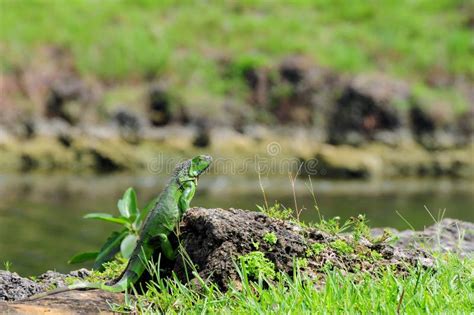 Iguana on a Rock stock image. Image of blood, animal - 20995433