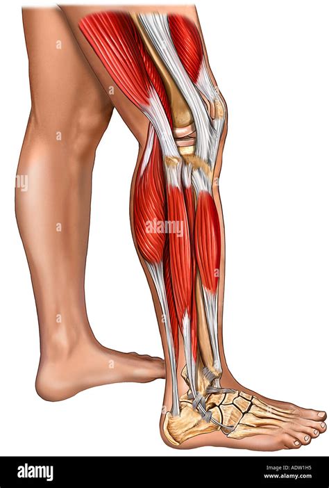 Muscles of the Leg, Knee, and Foot with Skin: Lateral View Stock Photo, Royalty Free Image ...