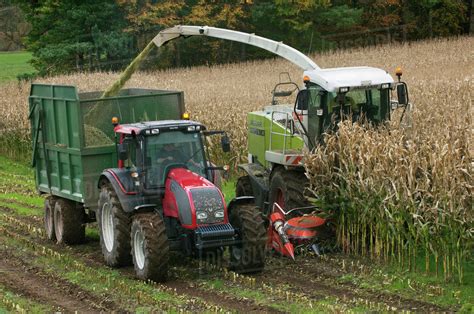 Agriculture - A self propelled silage harvester harvests and chops corn silage and shoots it ...