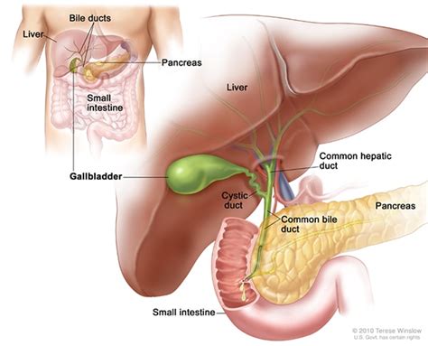 Definition & Facts for Pancreatitis - NIDDK