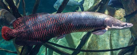 Arapaima (Arapaima gigas) – Predatory Fins