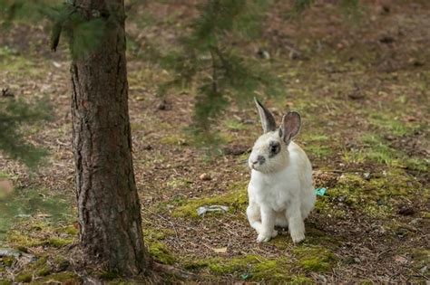 Premium Photo | Fluffy rabbit (hare) in its habitat