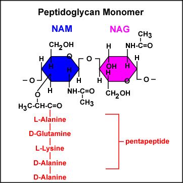 Peptidoglycan: Structure, Function • Microbe Online