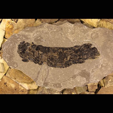 Dipterus valenciennesi Buy Fossil Devonian Lungfish fossils for sale dipnoi