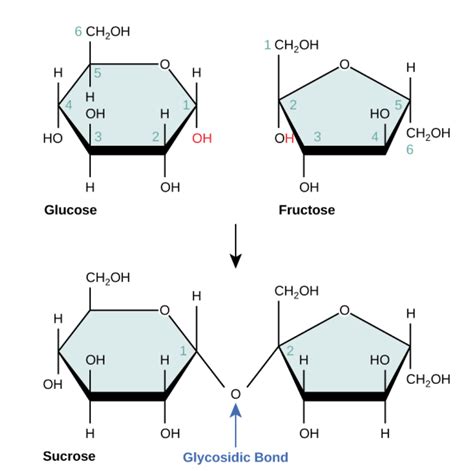 Difference Monosaccharide, Disaccharide, Polysaccharide