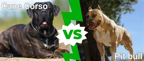 Cane Corso Vs Pitbull Fight