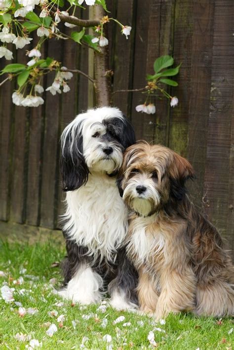 126 best images about Tibetan Terrier Love on Pinterest