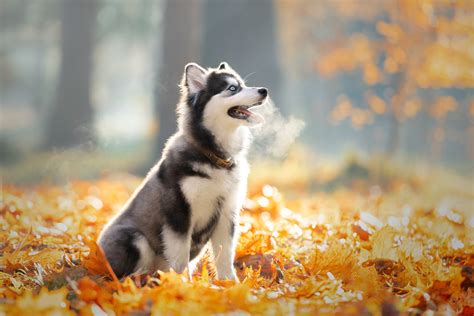 Siberian Husky Wallpaper Hd