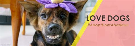 Dog Adoption Series: Tiger Looi the "Angry" Mongrel - We live in a flat